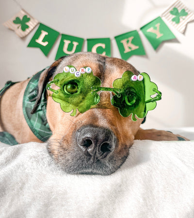 Lucky Pup 🍀